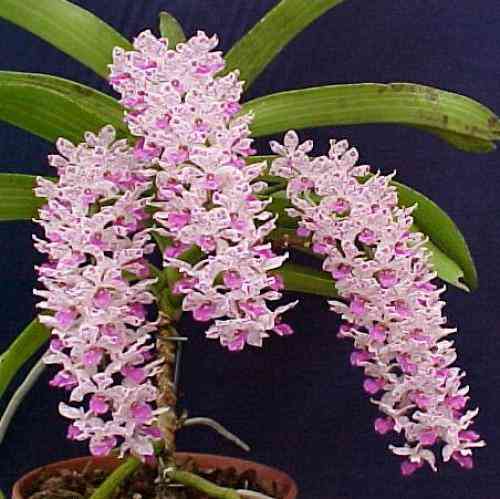 Rhynchostylis gigantea  